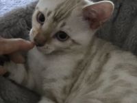 Hübscher Snow Bengal Junge