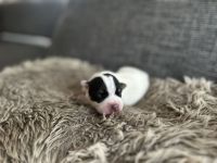 Parson Jack russell Terrier Russel Welpen rau glatt Hündin Rüde