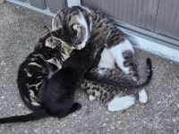 Wunderschöne Bengal-Mix Kitten suchen liebevolles Zuhause