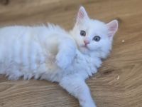 Türkisch Angora- Regdoll Kitten ( Mädchen) zu verkaufen