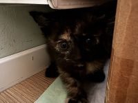 Bkh mix kitten abzugeben