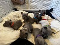 Wunderschöne Französische Bulldoggenwelpen zu verkaufen