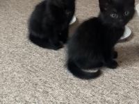 Babykatzen