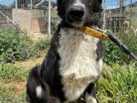 Stella, 01/24 - ruhige Hündin sucht Familie