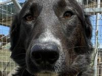 Stella, 01/24 - ruhige Hündin sucht Familie