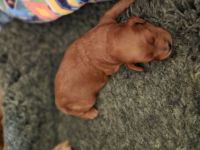 Cockapoo Welpen F1