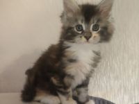Wunderschöne Maine Coon Kitten suchen ein liebevolles Zuhause