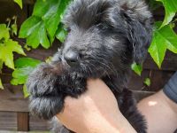 Briard  Landseer Mix Welpen