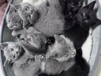 5 BKH Kitten abzugeben