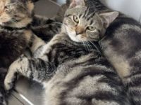 Süsse MaincoonMix Kater suchen noch ein liebevolles Zuhause