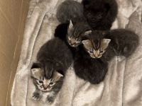 Süsse MixKitten suchen ein liebevolles Zuhause