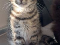 Süsse MixKitten suchen ein liebevolles Zuhause