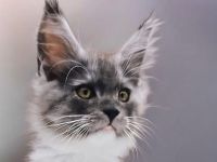 Maine Coon - -  Zwei Traummädels - - suchen noch ihr Traumzuhause