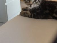 Katzen kitten dringend abzugeben