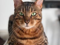 Bengal Kater