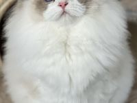 Dearcat's Cattery