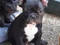Süße französische Bulldoggen abzugeben
