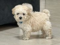 Maltipoo Welpe