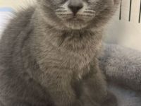 Bkh Kitten