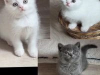 Bkh Kitten