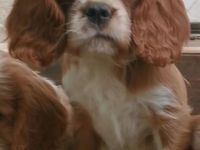 Cavalier-Welpen mit Stammbaum