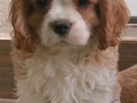 Cavalier-Welpen mit Stammbaum