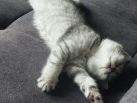 Kitten aus BKH und Siam