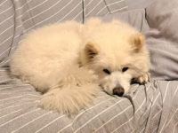 Samojedenrüde Luka