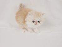 Kitten