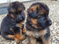 Altdeutsche Schäferhund Welpen
