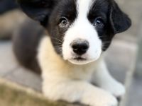 Corgi cardigan Welpen