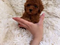 Teacup Pudel Toypudel