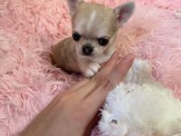 Mini Chihuahua Rüde