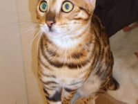 Wunderschöne Bengalkitten, Brown Rosetted, liebevolle Hobbyaufzucht