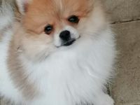 Zwergspitz / Pomeranian Welpen Rüden Schecken