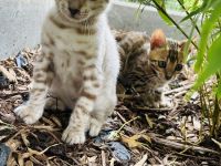 Wunderschöne Bengal Kitten abzugeben /Snow Bengal dabei
