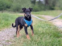 Hübscher Hoche sucht Zuhause