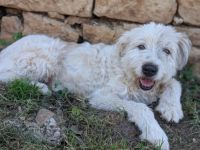 Hund Dorin mit Herz sucht Mensch mit Herz