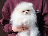 Pomeranian Zwergspitz Hündin