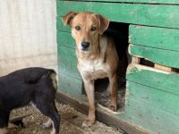 Junge Schäferhund-Mix-Hündin Suvi