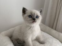 Wunderschöne BKH Kitten blue/lilac point