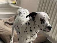 Suche ein Zuhause Dalmatiner-Mix