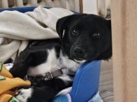 Darcy, 6 Monate, verspielt, neugierig und mobil, auf der Suche nach einem echten Zuhause
