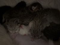 🐾 Wunderschöne Kitten suchen ein liebevolles Zuhause 🐾