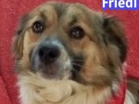 Friedl, 06/24 - kleiner Bub sucht seine Menschen