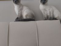 Reinrassige Siam Blue Point Kater suchen ein liebevolles Zuhause