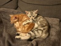 !! Nur noch 2 süße BKH -Mix Kitten, weiblich, auszugsbereit in Berlin, britisch Kurzhaar