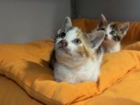 Moka und Trixie