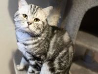 Erfahrener BKH Deckkater in Whiskas, classic silver tabby, Britisch Kurzhaar,  Berlin