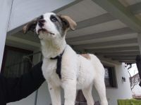 Zuhause gesucht für Monja
